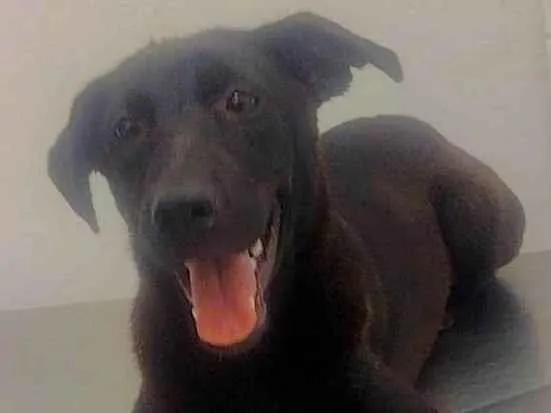 Cachorro ra a SRD-ViraLata idade 7 a 11 meses nome Estrela