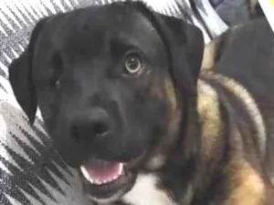 Cachorro raça Vira lata idade 2 anos nome Tom