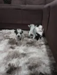 Filhotes de cães 