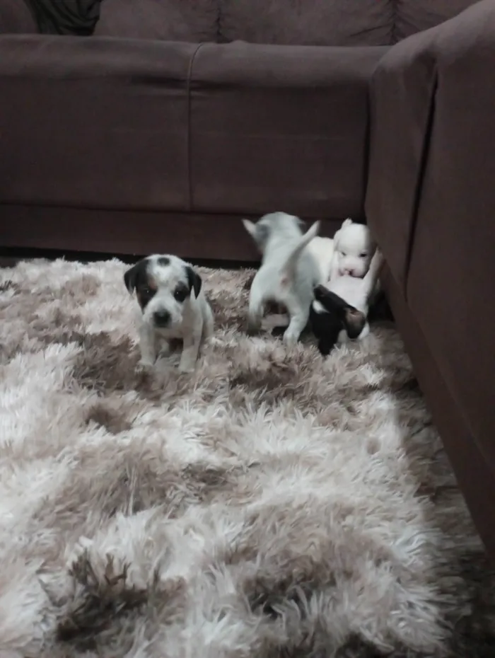 Cachorro raça SRD-ViraLata idade Abaixo de 2 meses nome Filhotes de cães 