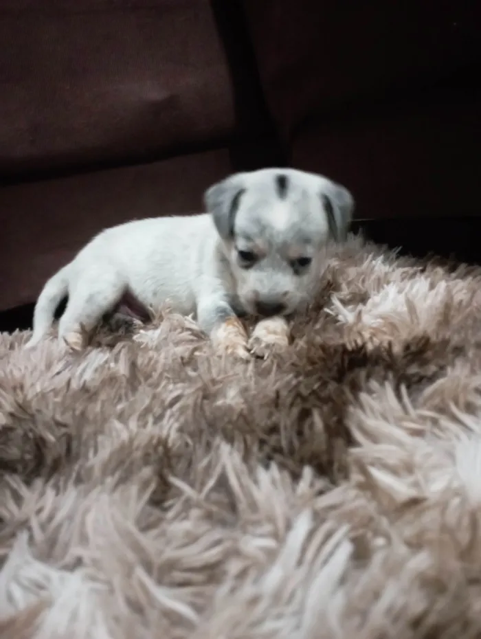 Cachorro raça SRD-ViraLata idade Abaixo de 2 meses nome Filhotes de cães 