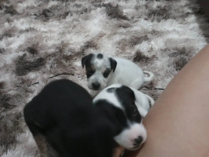 Cachorro raça SRD-ViraLata idade Abaixo de 2 meses nome Filhotes de cães 