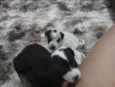 Filhotes de cães