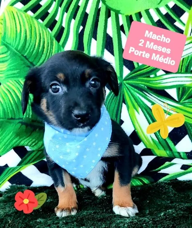 Cachorro raça SRD-ViraLata idade 2 a 6 meses nome Ethan 