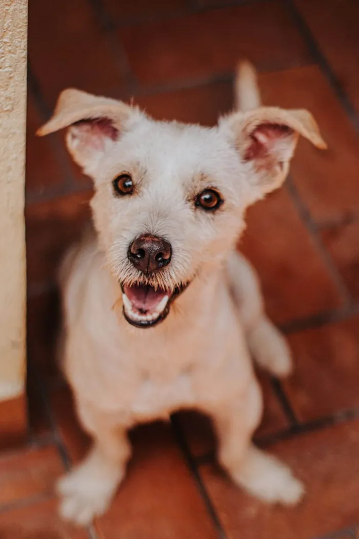 Cachorro ra a SRD-ViraLata idade 1 ano nome Thor