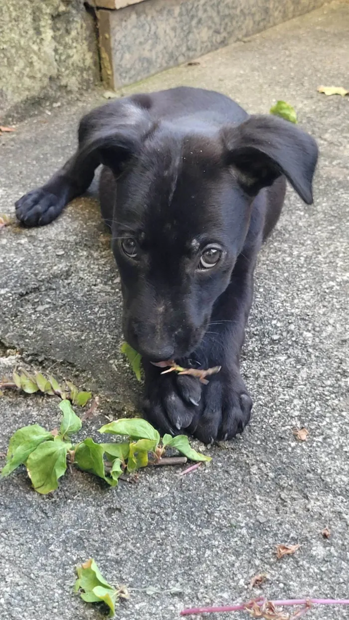 Cachorro ra a SRD-ViraLata idade 2 a 6 meses nome Mike