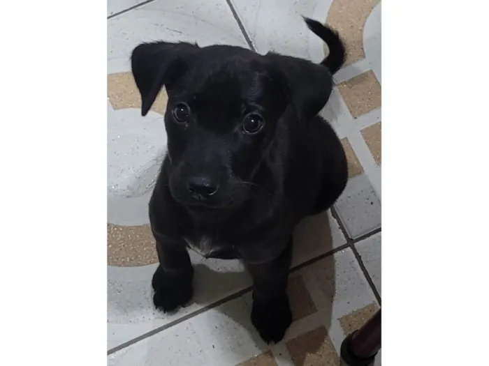 Cachorro ra a SRD-ViraLata idade 2 a 6 meses nome Mike