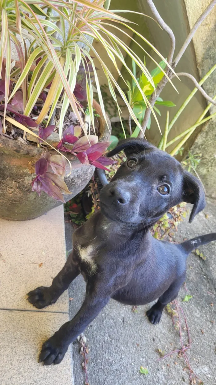 Cachorro ra a SRD-ViraLata idade 2 a 6 meses nome Mike