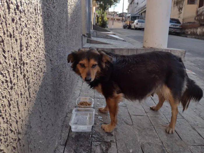 Cachorro ra a Vila Lata idade 2 anos nome Não sei