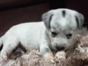 Cachorro raça SRD-ViraLata idade Abaixo de 2 meses nome Filhotes de cães 