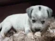 Filhotes de cães