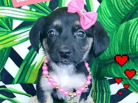 Cachorro raça SRD-ViraLata idade 2 a 6 meses nome Milu