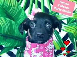 Cachorro raça SRD-ViraLata idade 2 a 6 meses nome Fabi