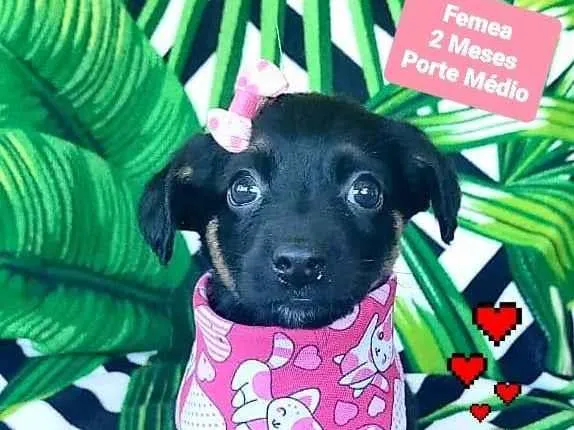 Cachorro raça SRD-ViraLata idade 2 a 6 meses nome Fabi