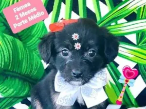 Cachorro raça SRD-ViraLata idade 2 a 6 meses nome Julia 