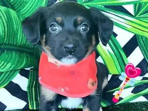 Cachorro raça SRD-ViraLata idade 2 a 6 meses nome Thy 