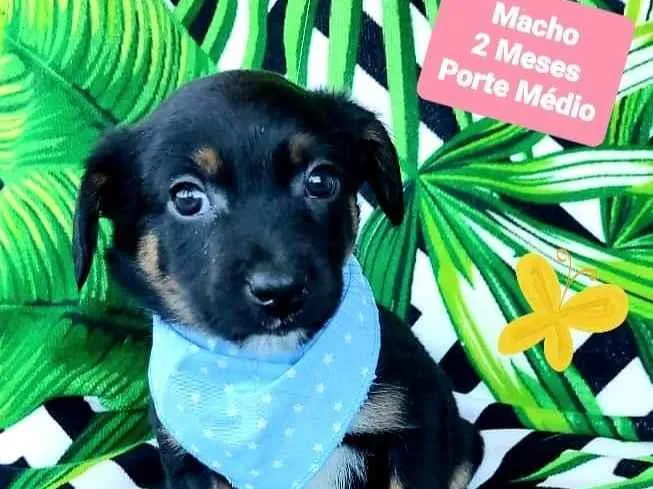 Cachorro raça SRD-ViraLata idade 2 a 6 meses nome Ethan 