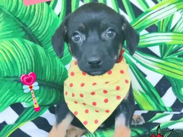 Cachorro raça SRD-ViraLata idade 2 a 6 meses nome Renan 