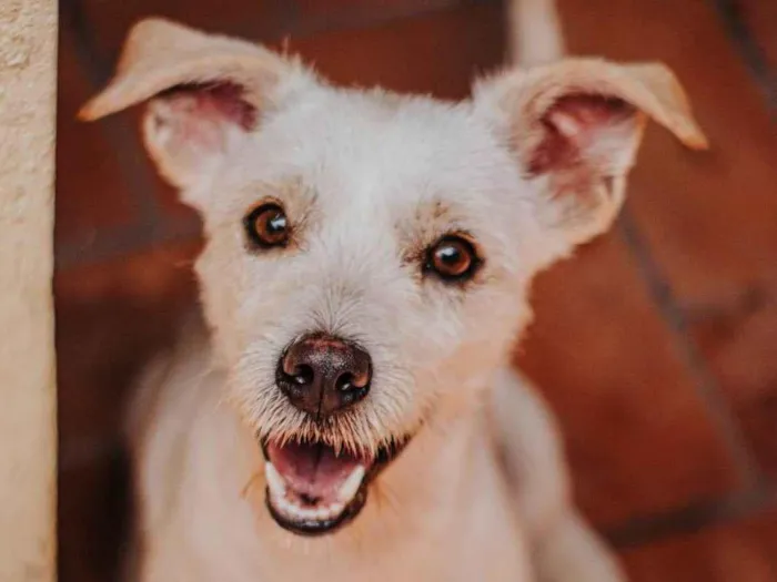 Cachorro ra a SRD-ViraLata idade 1 ano nome Thor