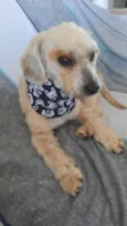 Poodle