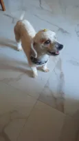 Poodle