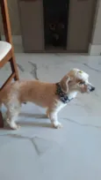 Poodle