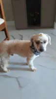 Poodle