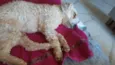 Poodle