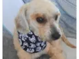 Poodle