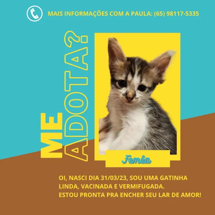 Gato ra a  idade 2 a 6 meses nome Princesa e  Panceta