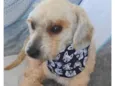 Poodle