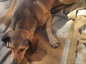 Cachorro raça SRD-ViraLata idade 5 anos nome chicao 