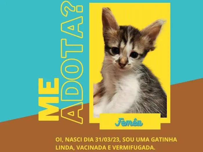 Gato ra a  idade 2 a 6 meses nome Princesa e  Panceta