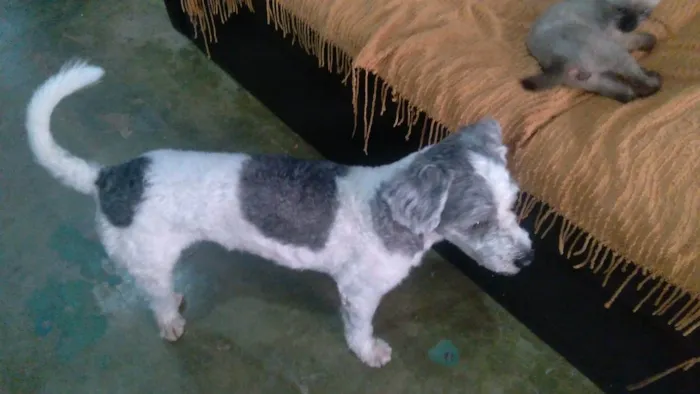 Cachorro raça Poodle idade 4 anos nome MUPI