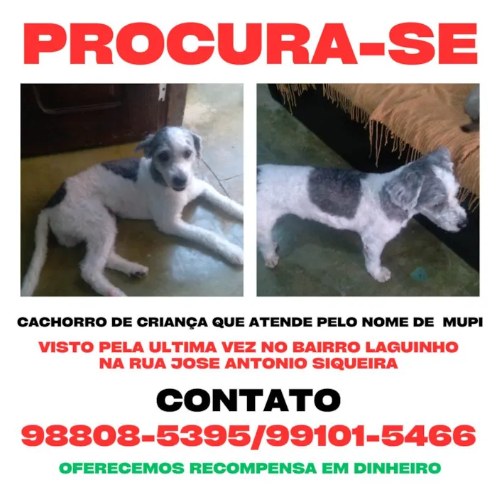 Cachorro raça Poodle idade 4 anos nome MUPI