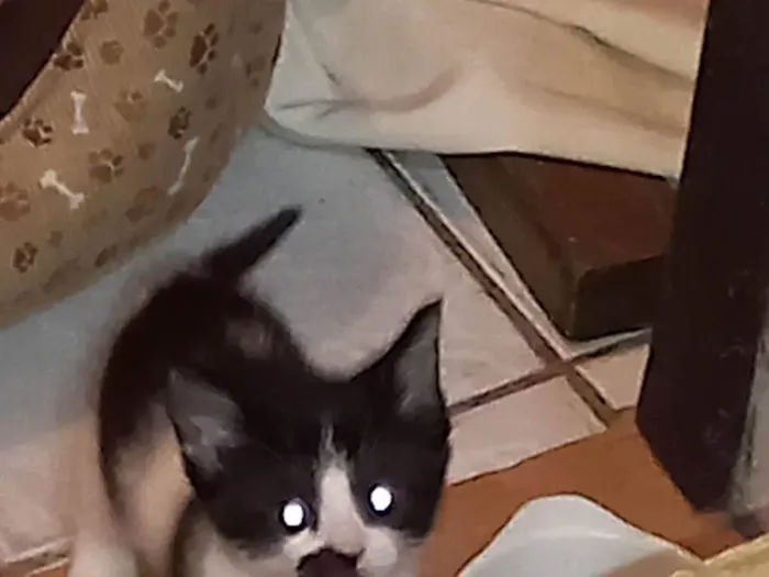 Gato raça SRD-ViraLata idade 2 a 6 meses nome Juju bebe carente e bravinha