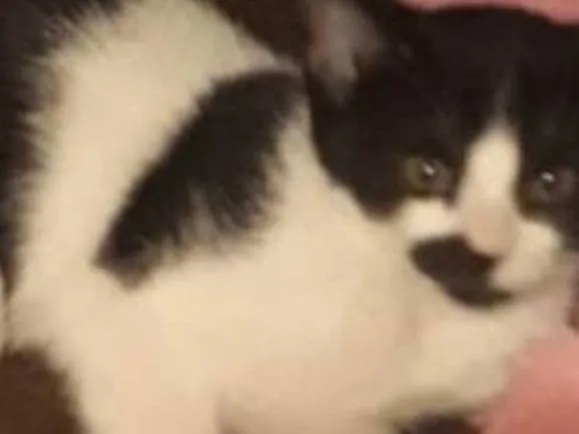 Gato raça SRD-ViraLata idade 2 a 6 meses nome Juju bebe carente e bravinha