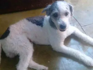 Cachorro raça Poodle idade 4 anos nome MUPI