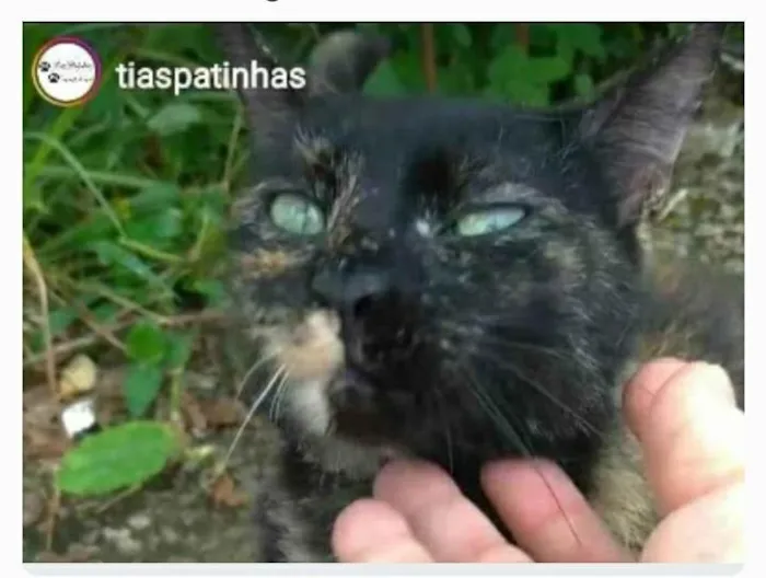 Gato ra a srd escaminha  idade 7 a 11 meses nome ISABELE
