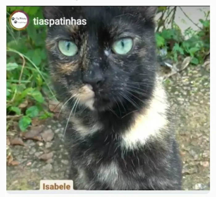 Gato ra a srd escaminha  idade 7 a 11 meses nome ISABELE