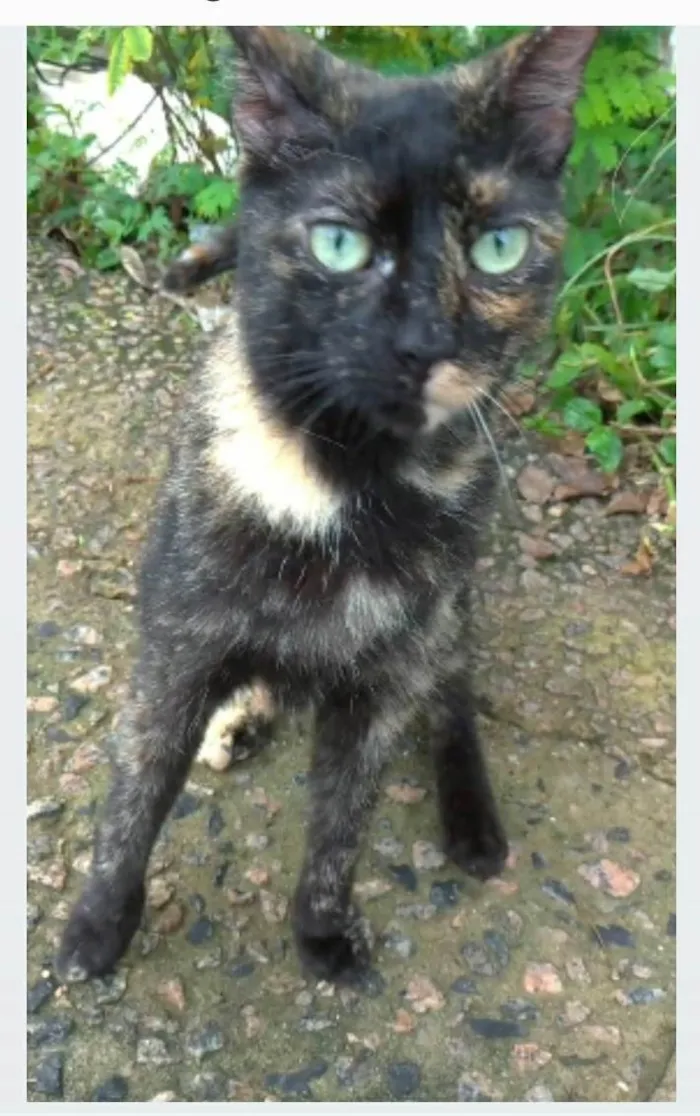 Gato ra a srd escaminha  idade 7 a 11 meses nome ISABELE