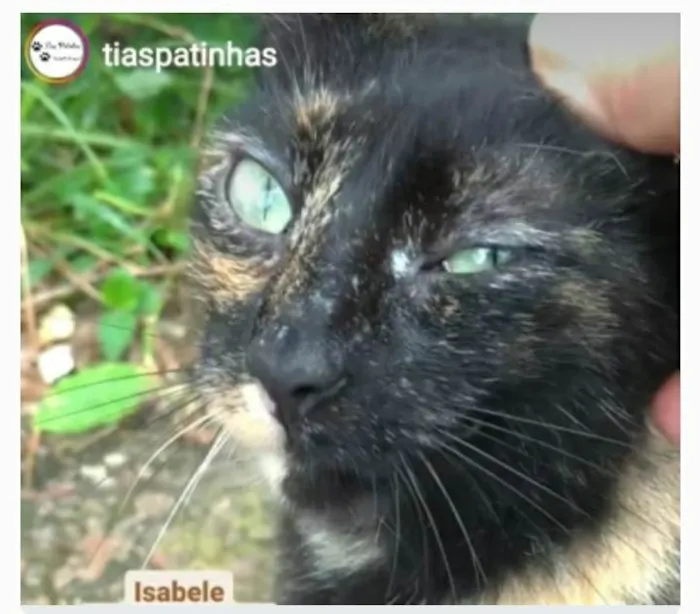 Gato ra a srd escaminha  idade 7 a 11 meses nome ISABELE