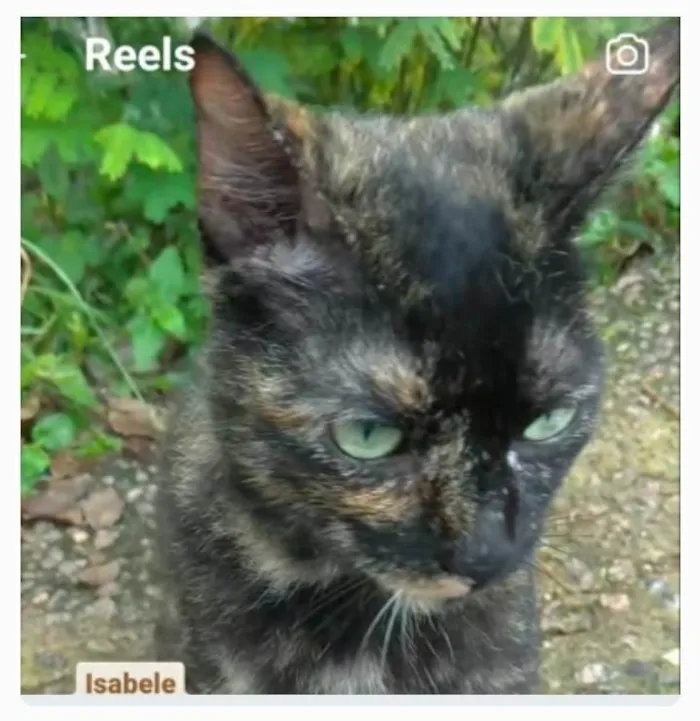 Gato ra a srd escaminha  idade 7 a 11 meses nome ISABELE