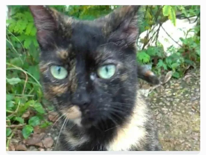 Gato ra a srd escaminha  idade 7 a 11 meses nome ISABELE