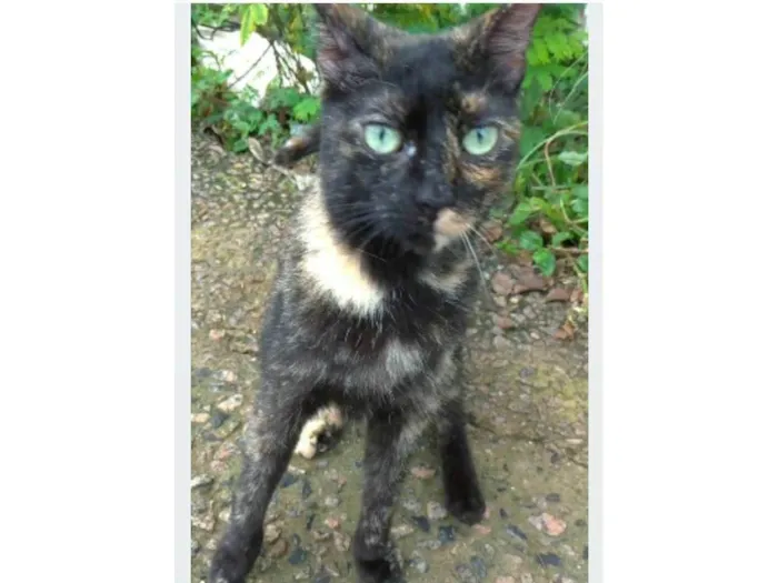 Gato ra a srd escaminha  idade 7 a 11 meses nome ISABELE