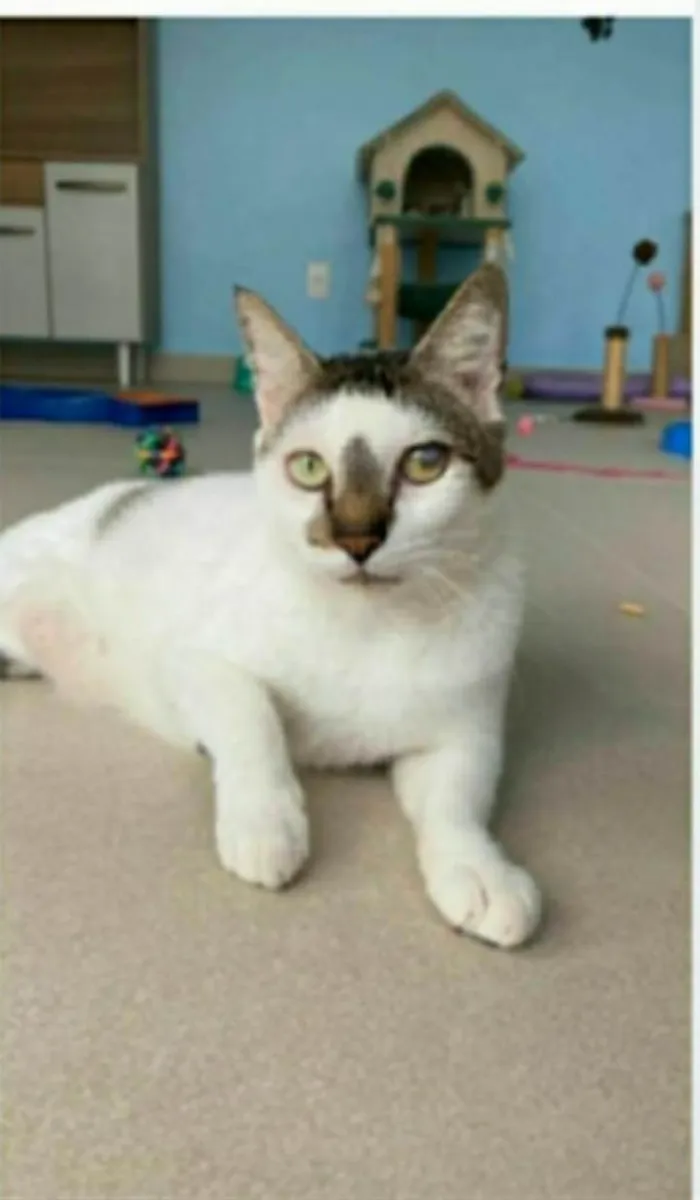 Gato ra a srd bicolor  idade 2 anos nome SADAN