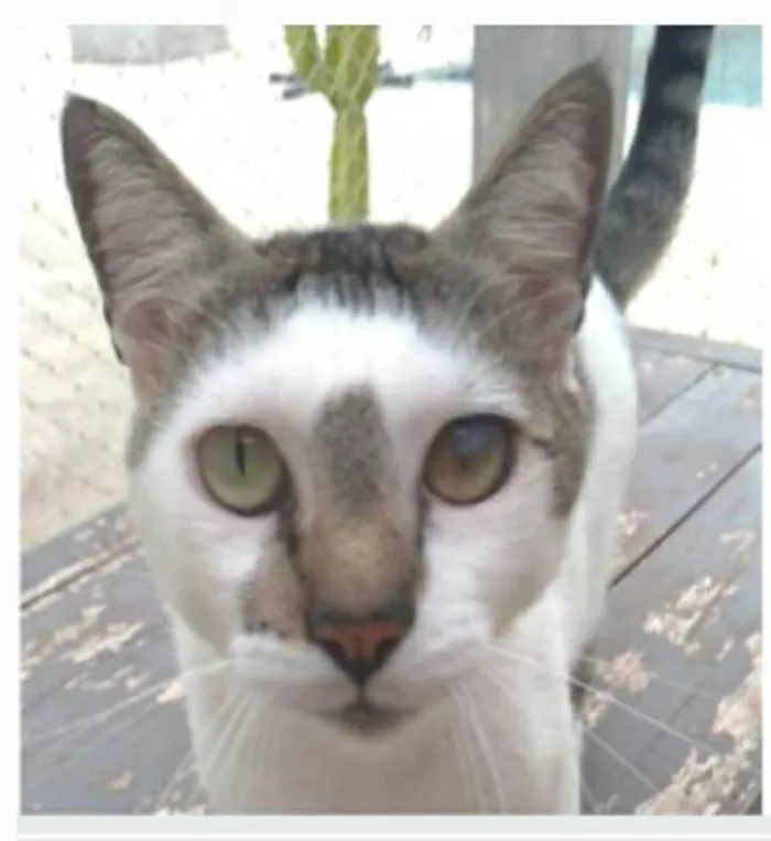 Gato ra a srd bicolor  idade 2 anos nome SADAN