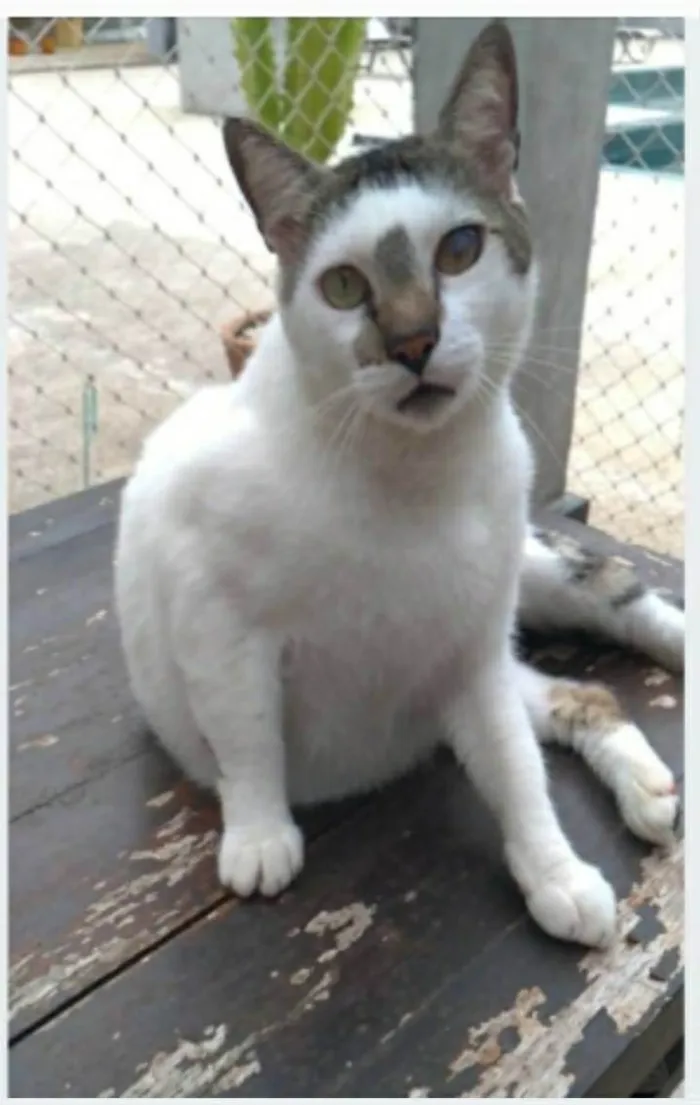 Gato ra a srd bicolor  idade 2 anos nome SADAN