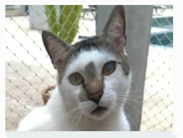 Gato ra a srd bicolor  idade 2 anos nome SADAN