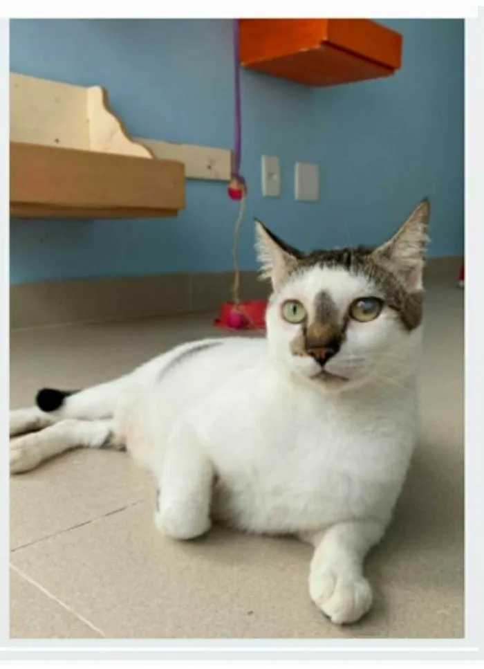 Gato ra a srd bicolor  idade 2 anos nome SADAN